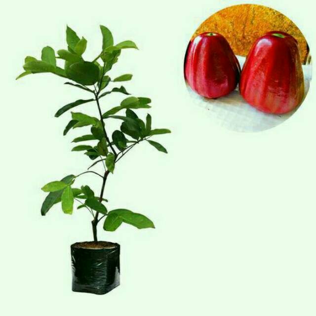 

Bibit buah jambu air dalhari