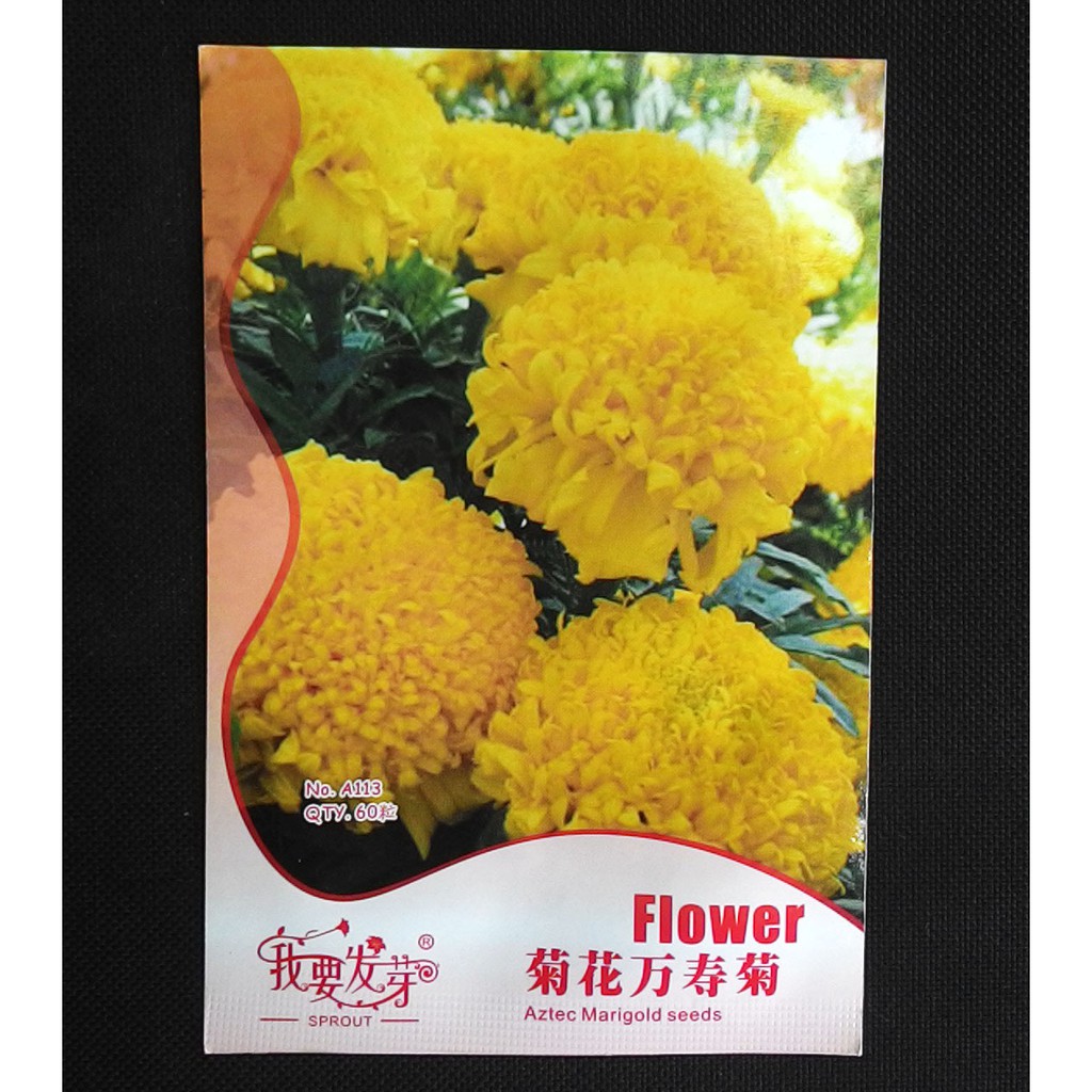 

Terlaris Aztec Marigold Kuning Grosir