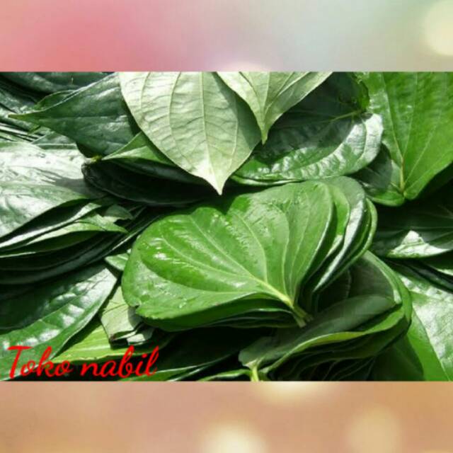 

Daun sirih fres 1kg