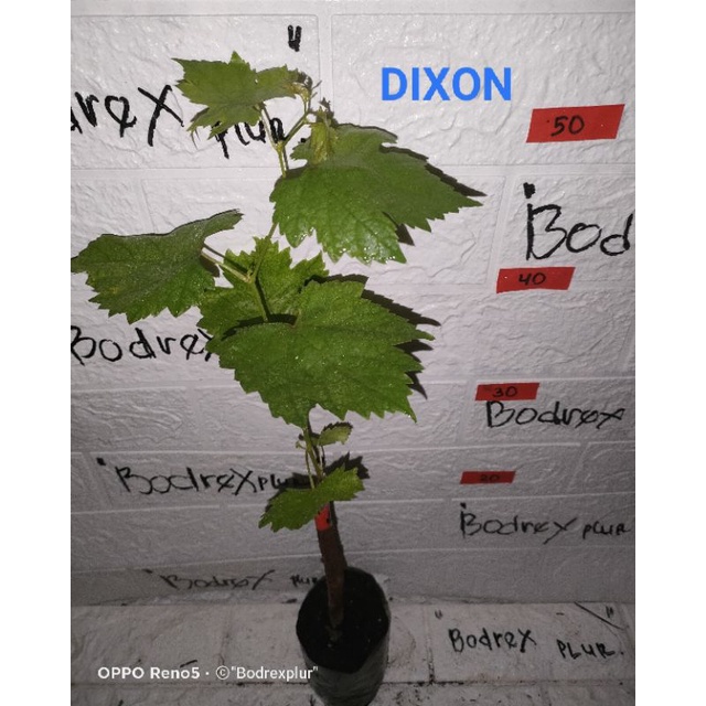 BIBIT ANGGUR DIXON UKRAINA