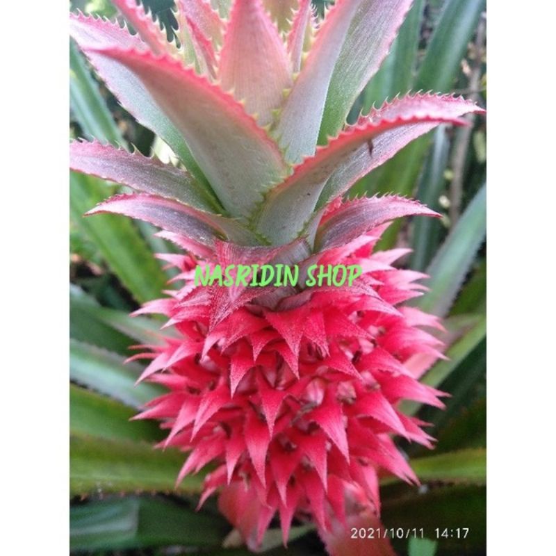 

BUAH NANAS MERAH SEGAR/BUAH NANAS MUDA UTUH LANGSUNG PETIK