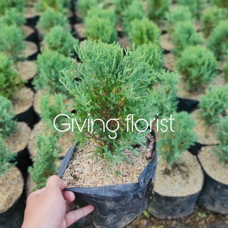 Tanaman Hias cemara Angin / Cemara Pentung Besar