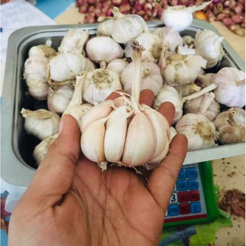 

Bawang Putih Sinco