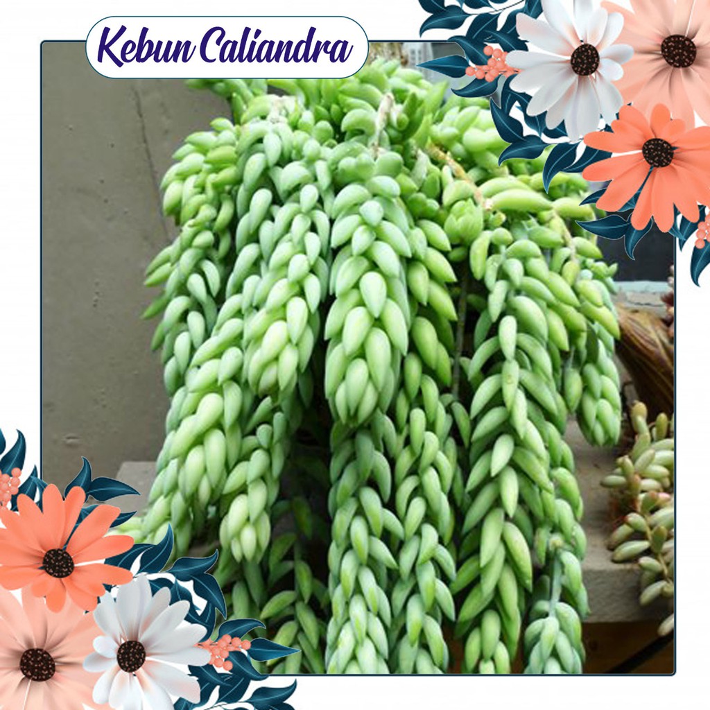 Bunga Air Mata Ibu / donkey tril / Bunga gantung