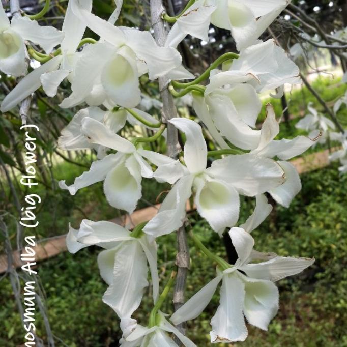 Anggrek Anosmum Alba Big Flower