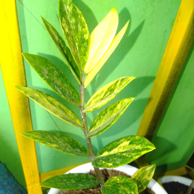 Zamia variegata