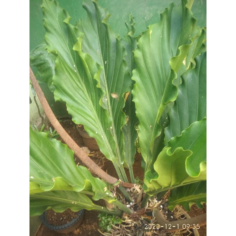 Jual Bibit Gelombang Cinta Anthurium Shopee Indonesia 3741