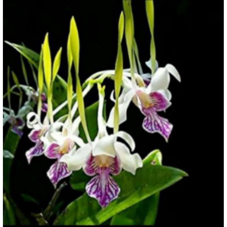 Anggrek Dendrobium antenatum