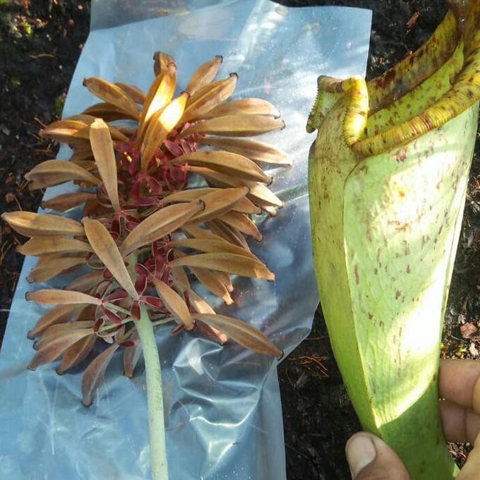 BIJI NEPENTHES RAFFLESIANA / BENIH / SEED KANTONG SEMAR