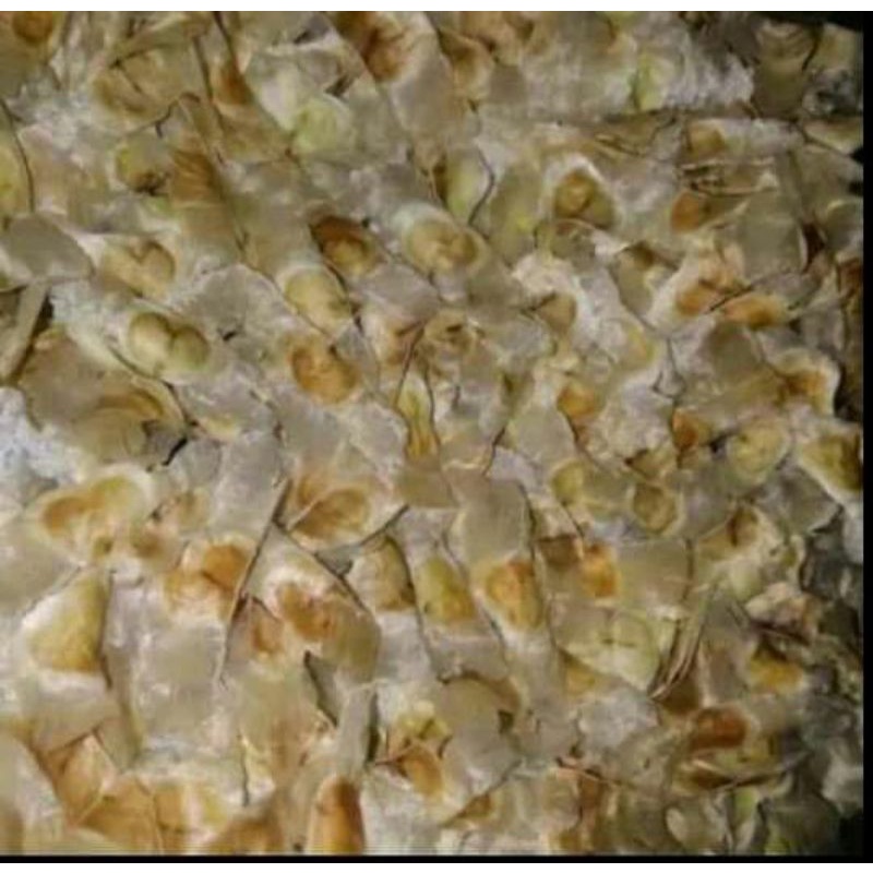 benih tabebuya ( kuning )