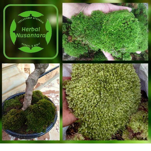 1Kg Lumut Hidup Asli Hutan Forest Moss Cover Bonsai Dan Media Tanam - Tanaman Hias