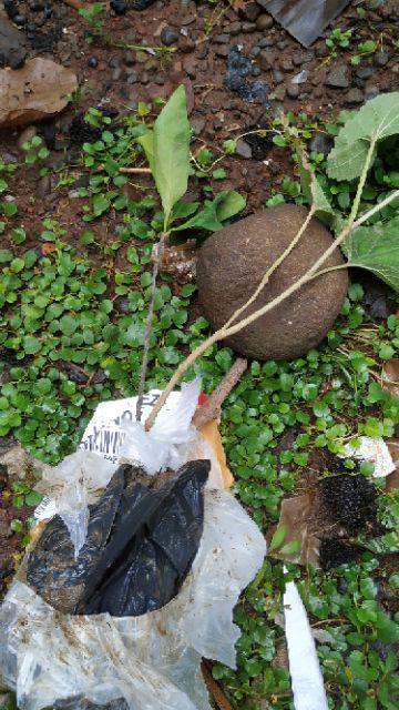 Bibit Tanaman Buah Black Sapotte/ Black Sapote/ Bibit Black Sapote Murah