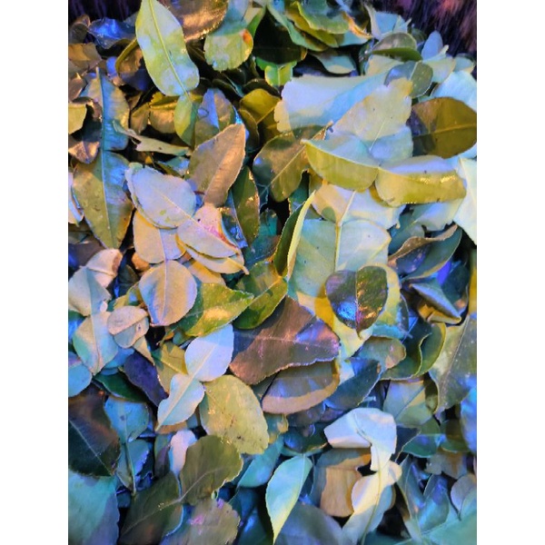 

daun jeruk bumbu dapur