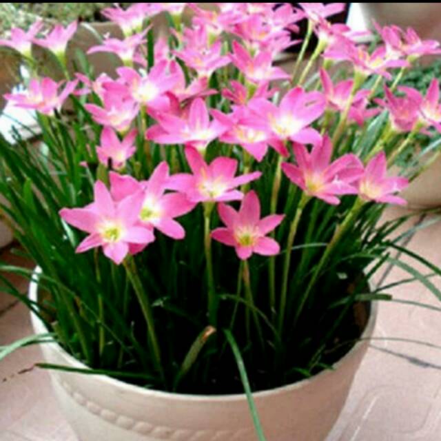 Tanaman hias bunga lili pink | Shopee Indonesia