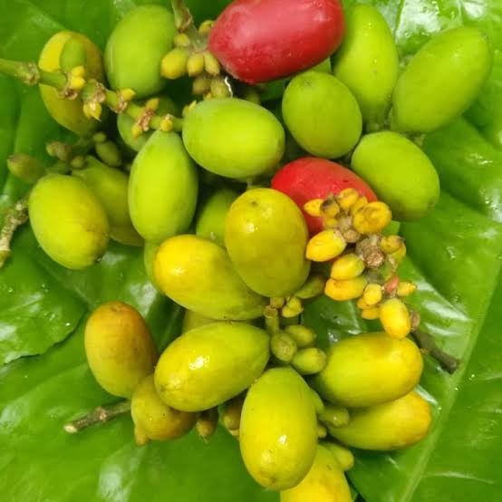 

buah melinjo per 250gr