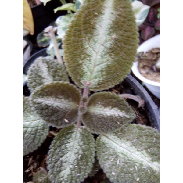 episcia metalica