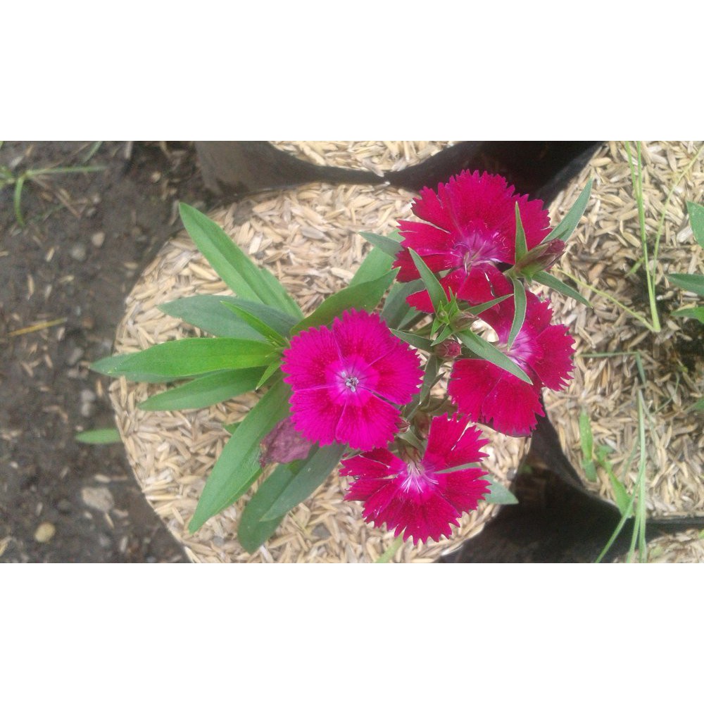 Bibit Bunga Anyelir Dianthus Ungu