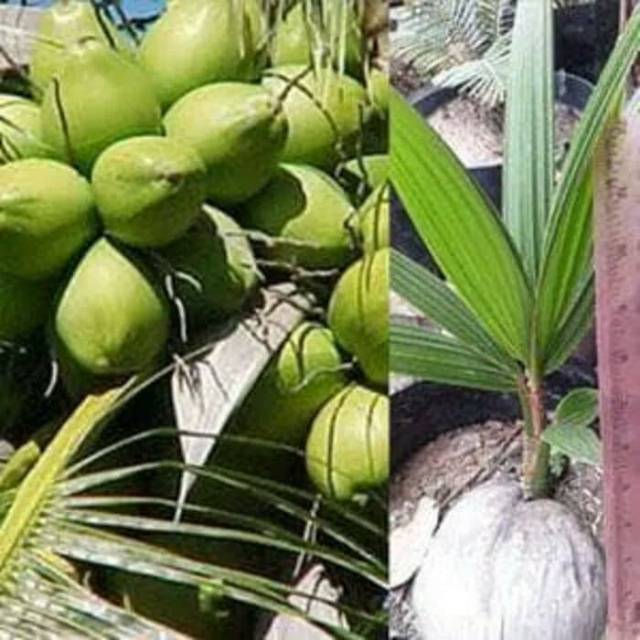 Bibit Kelapa Pandan Wangi Import Thailand