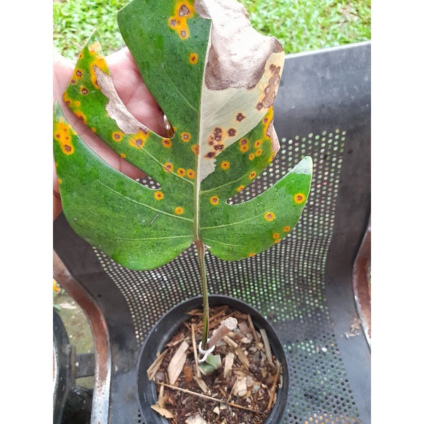 monstera variegata ekonomis satu daun varigata