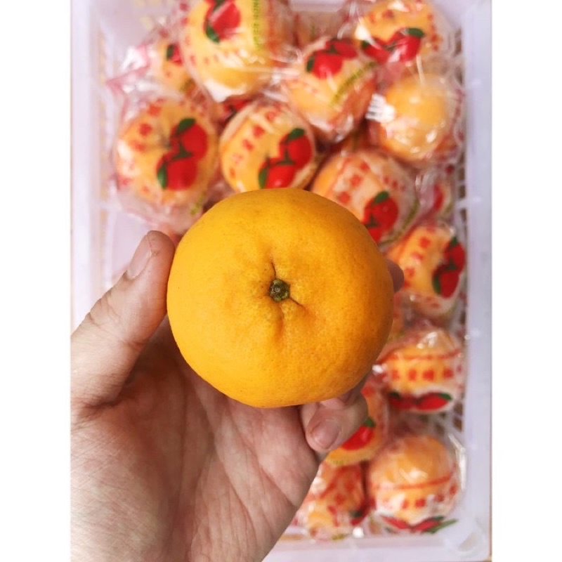 

BUAH JERUK MANDARIN PONKAM 1KG PREMIUM JERUK KUPAS IMPORT IMPOR [HARVEST LINE]