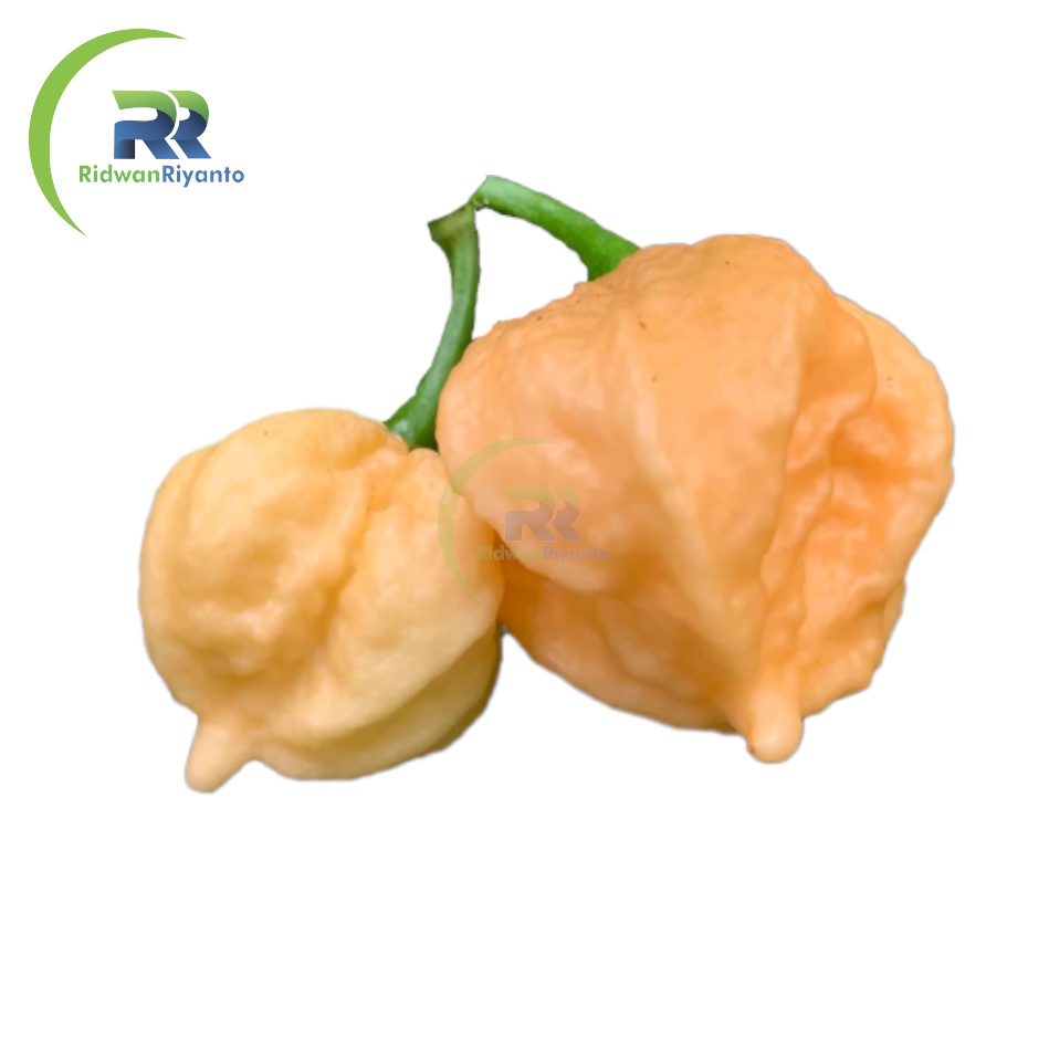 BUAH Cabai CAROLINA REAPER PEACH Cabe Terpedas Nomor 1 di Dunia Versi Guinness World Record