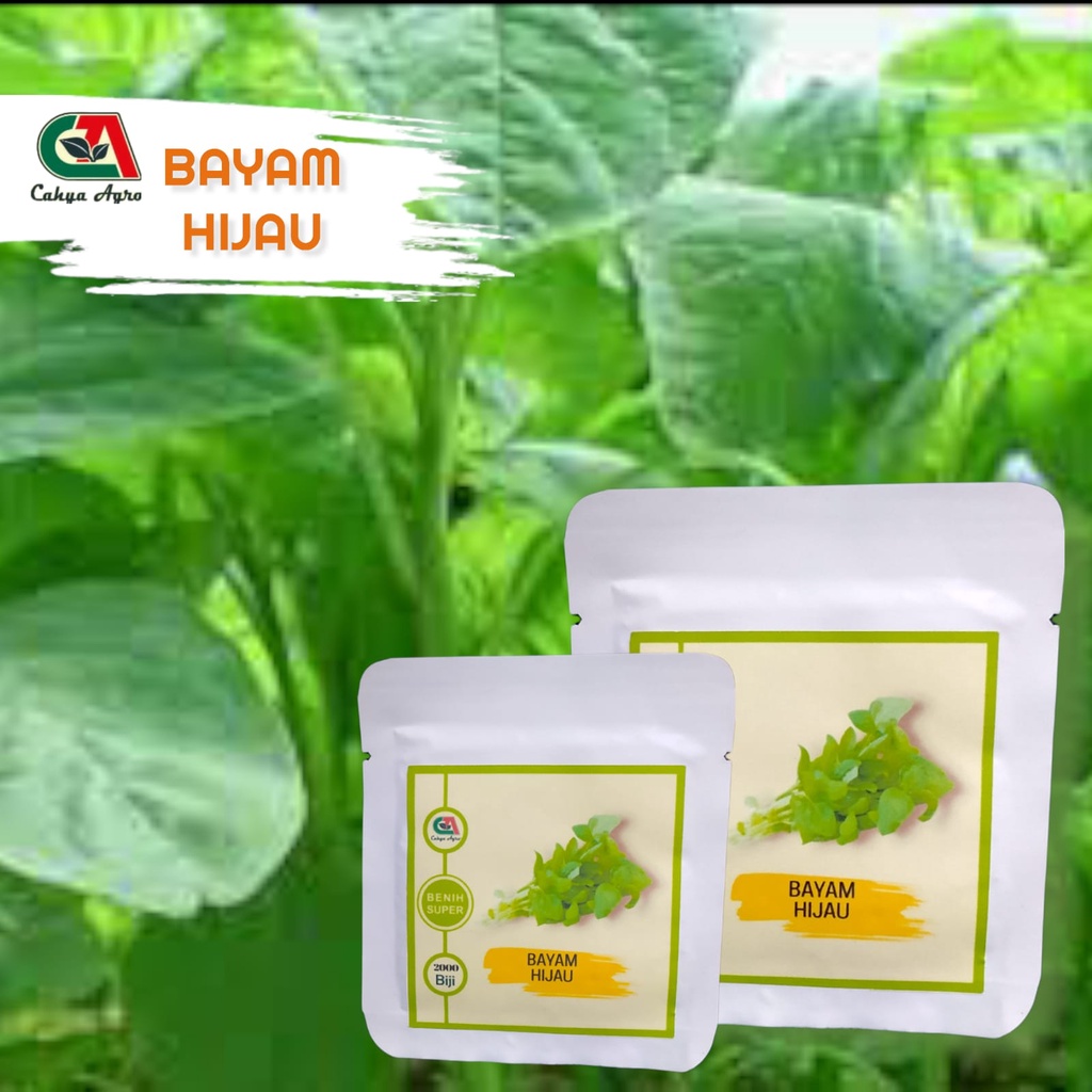 2000 Biji Benih Sayur Bayam Hijau Bayam Cabut