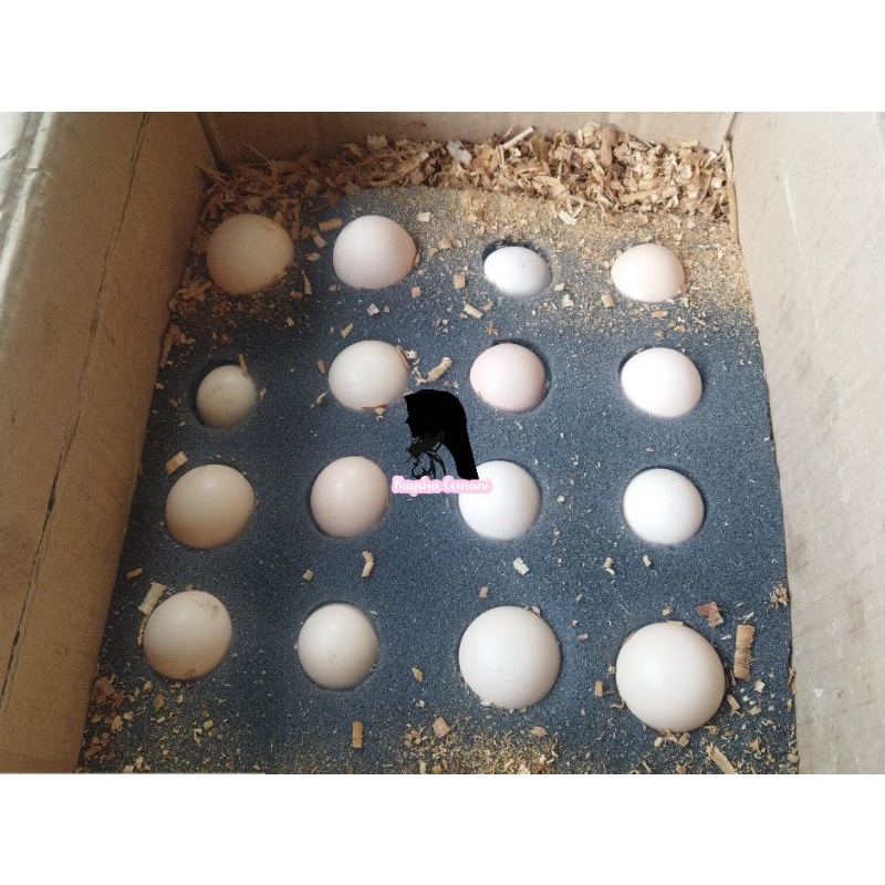 Telur Ayam Cemani Asli