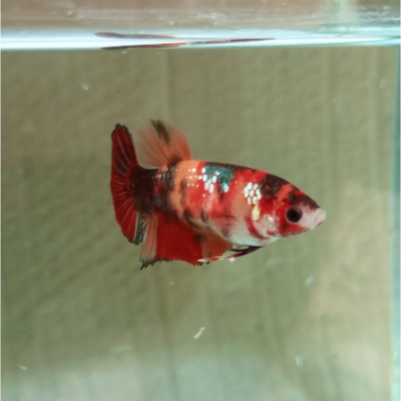 

Ikan cupang nemo koi galaxy female 4bln