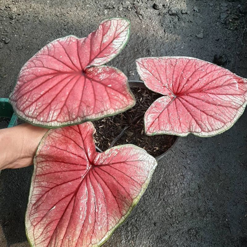 Caladium Red Jaguar Murah Terlaris Bibit Keladi Hias Anakan Red Jaguar Tanaman Hias Yohan Caladium K