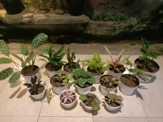 Calathea Ornata Sanderiana /bibit Tanaman Hias Bunga Kalatea