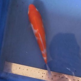 ikan koi kohaku Asli Blitar tategoi bergaransi