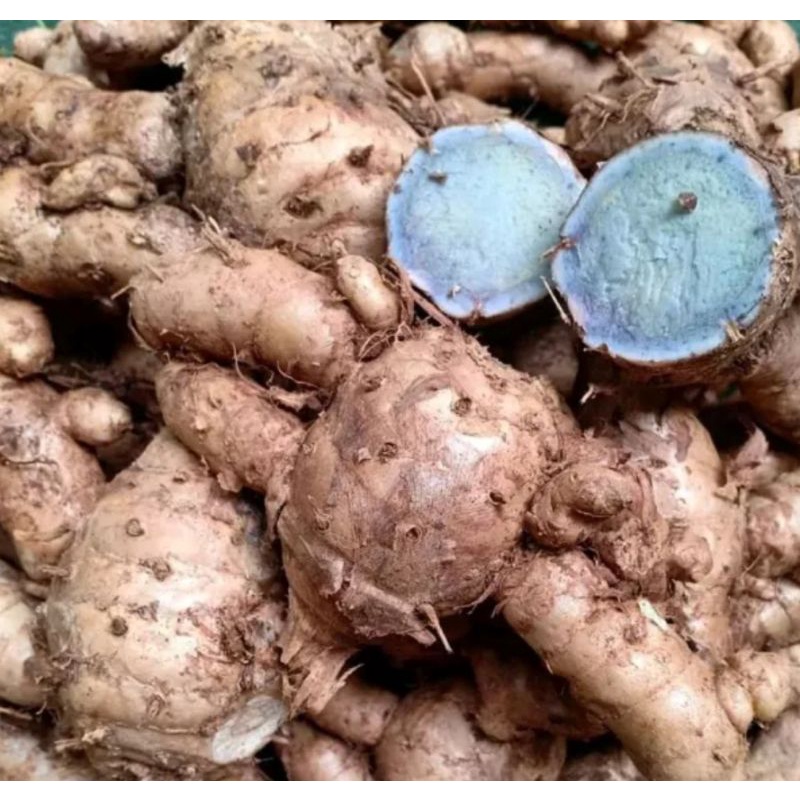 

(detox) temu ireng basah 1kg