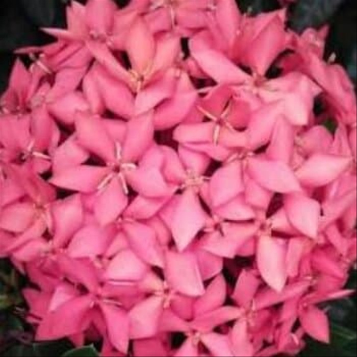 tanaman hias soka violet - bunga pink - bunga soka