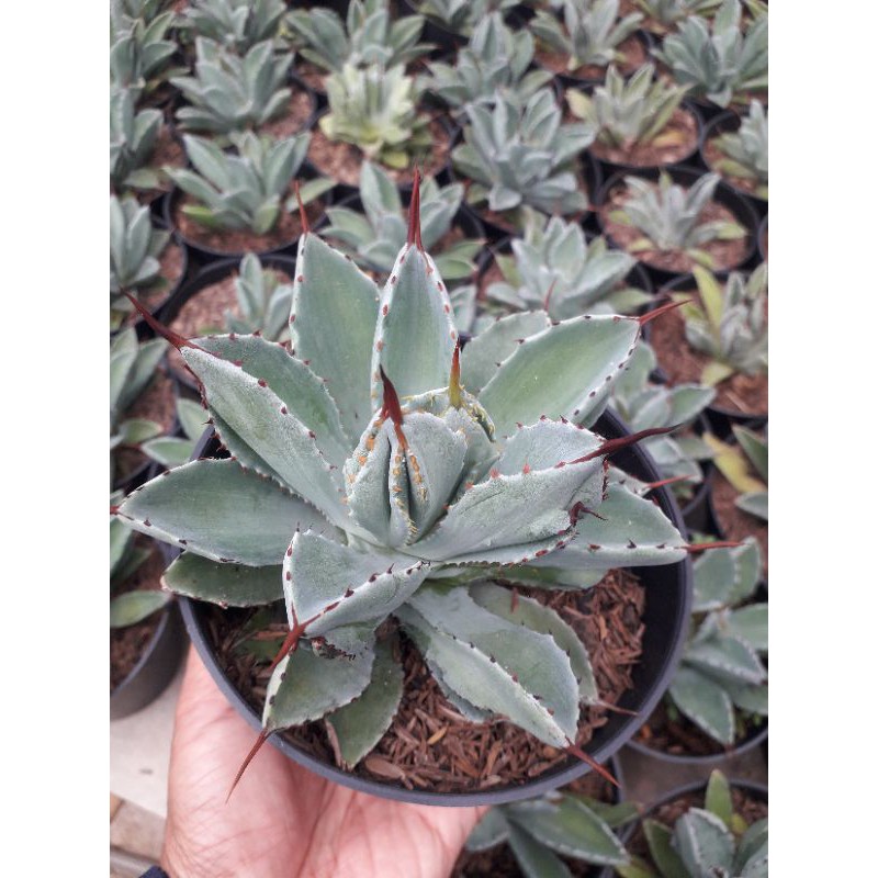 AGAVE POTATORUM CUBIC