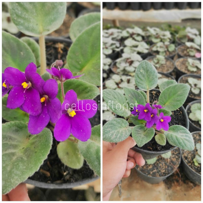 Tanaman Hias Purple African Violet atau Violces