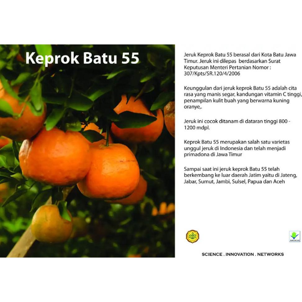 Product Bibit Buah Jeruk Keprok Batu Malang 55 U*