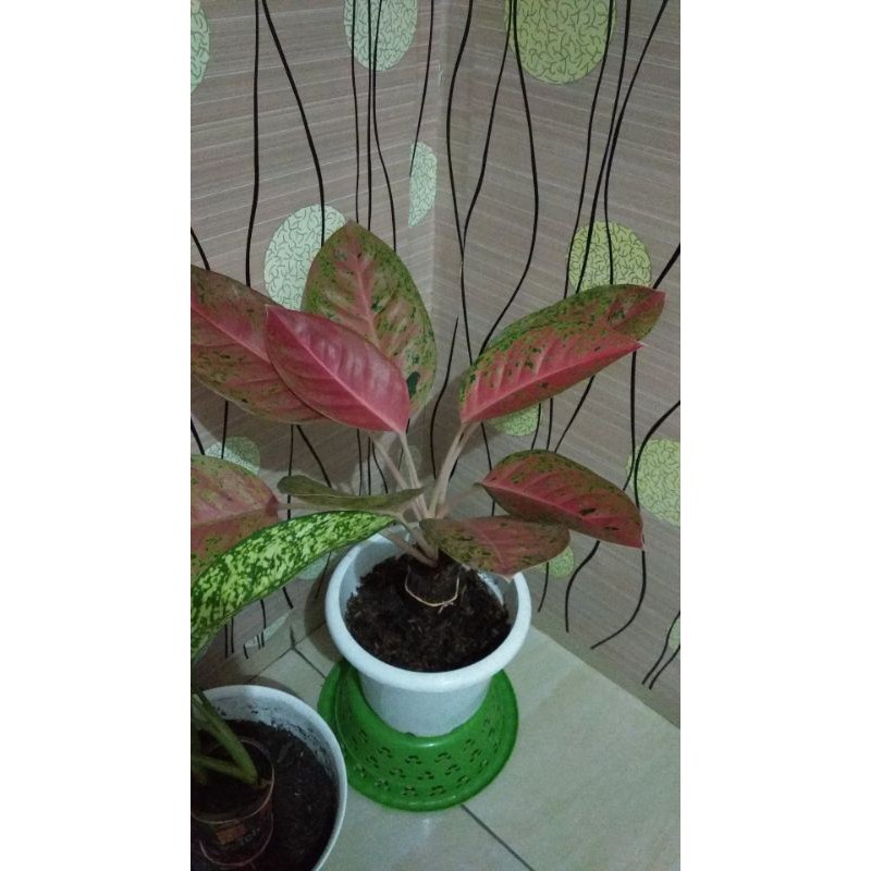 aglonema bigroy mutasi jumbo