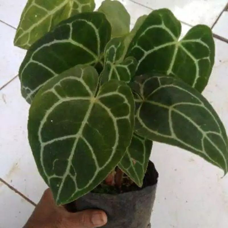 tanaman hias kuping gajah mini - kuping gajah