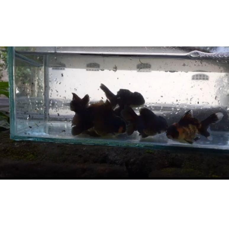 

bigsale's۵h Ikan Koki Blackgold Gen Panda Threecolor N41N05 .,!!