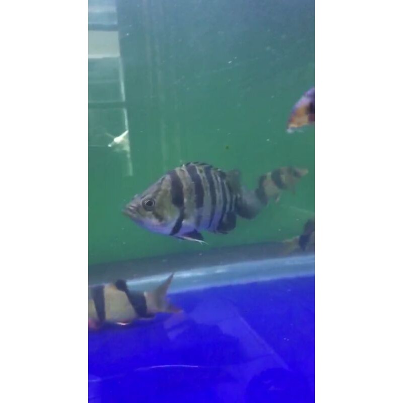 Datz Sumatra warna cerah no gosong panjang kutleb 18cm Grade AA 4 Bar Simetris Tembus Perut