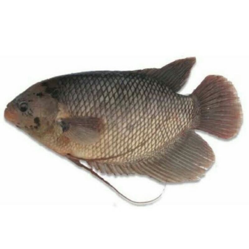 

Ikan Gurame Fresh/500gr