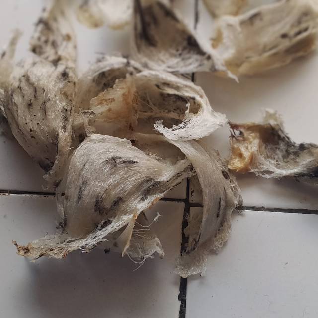 

100gram 1jt 200 walet alami
