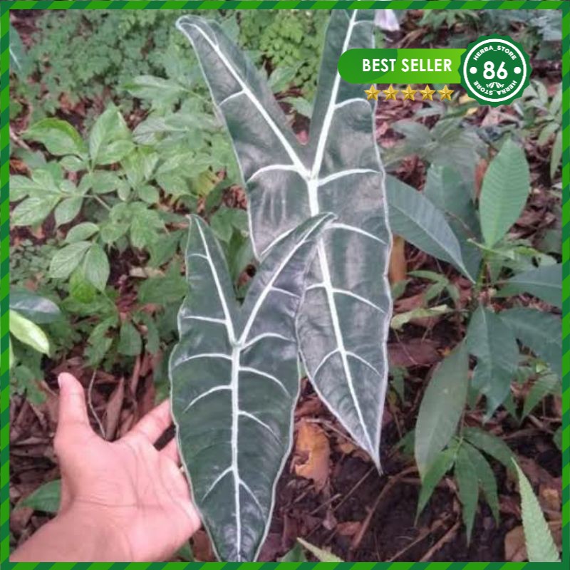 Alocasia longiloba serat timbul/ keladi Kuping kelinci /Alocasia amazon lokal/ alocasia silver