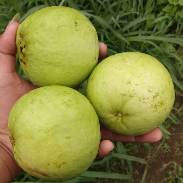 

Jambu biji merah