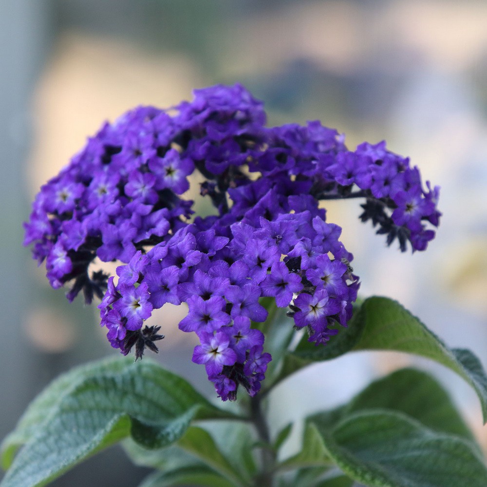 PlantaSeed - 10 Seeds - Heliotrope Marine Biji Benih Bunga - PAS0222