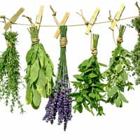 Paket Hemat - Benih DIY Culinary Herb Garden - 15 Variant Herb Seeds