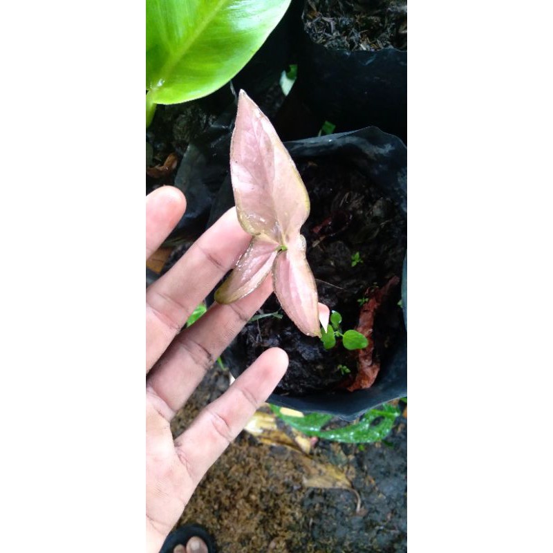 singonium pink 1 daun