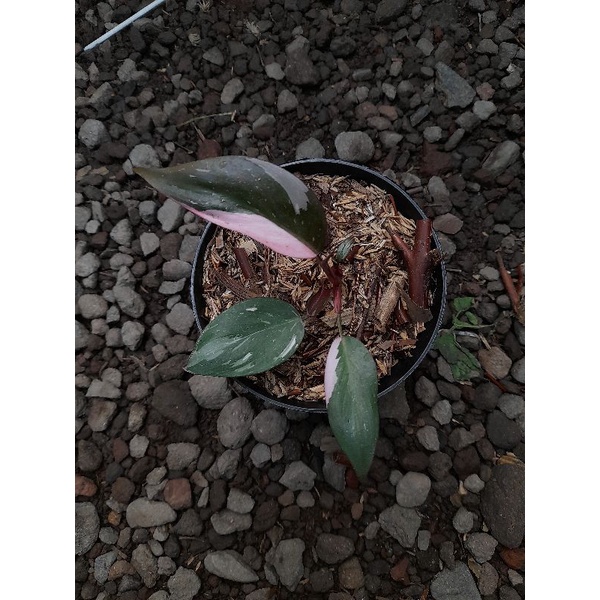 Philodendron pink princess marble