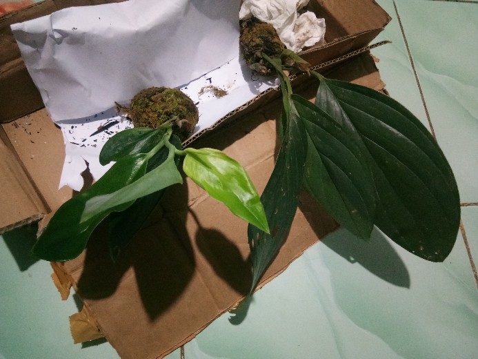 Scindapsus Trubii Drak