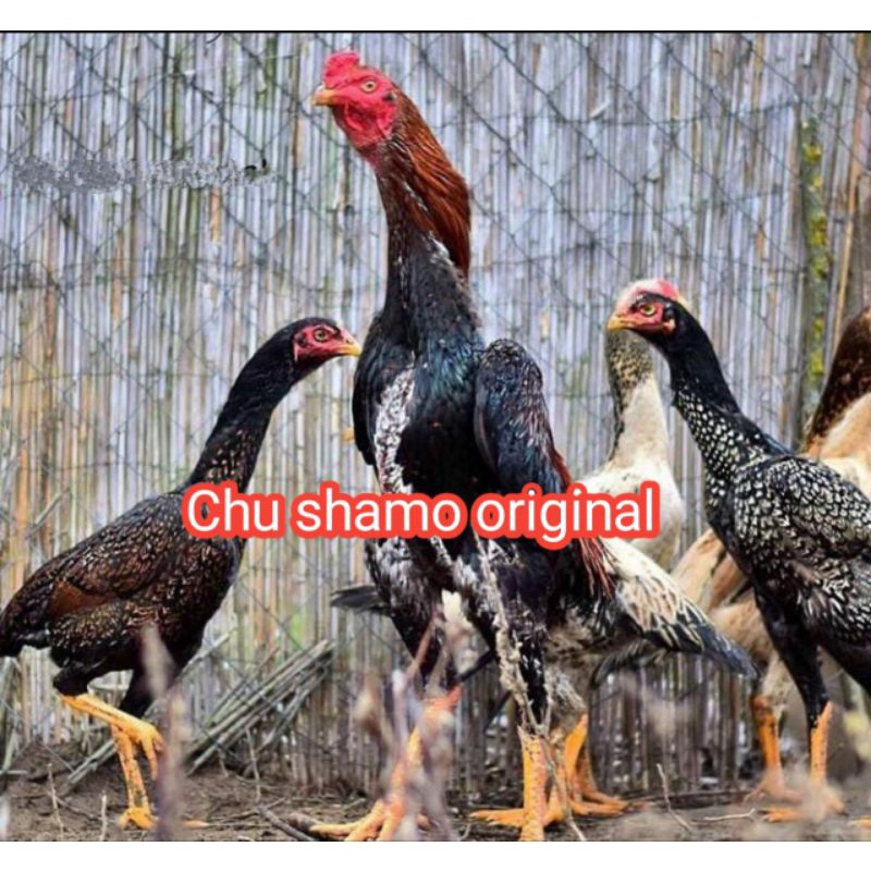 telur fertil ayam Bangkok Chu shamo aduan